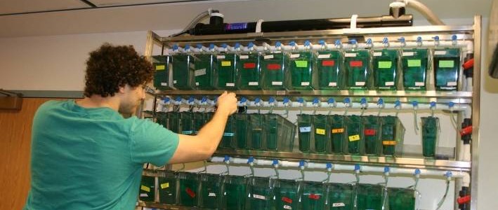 zebrafish lab