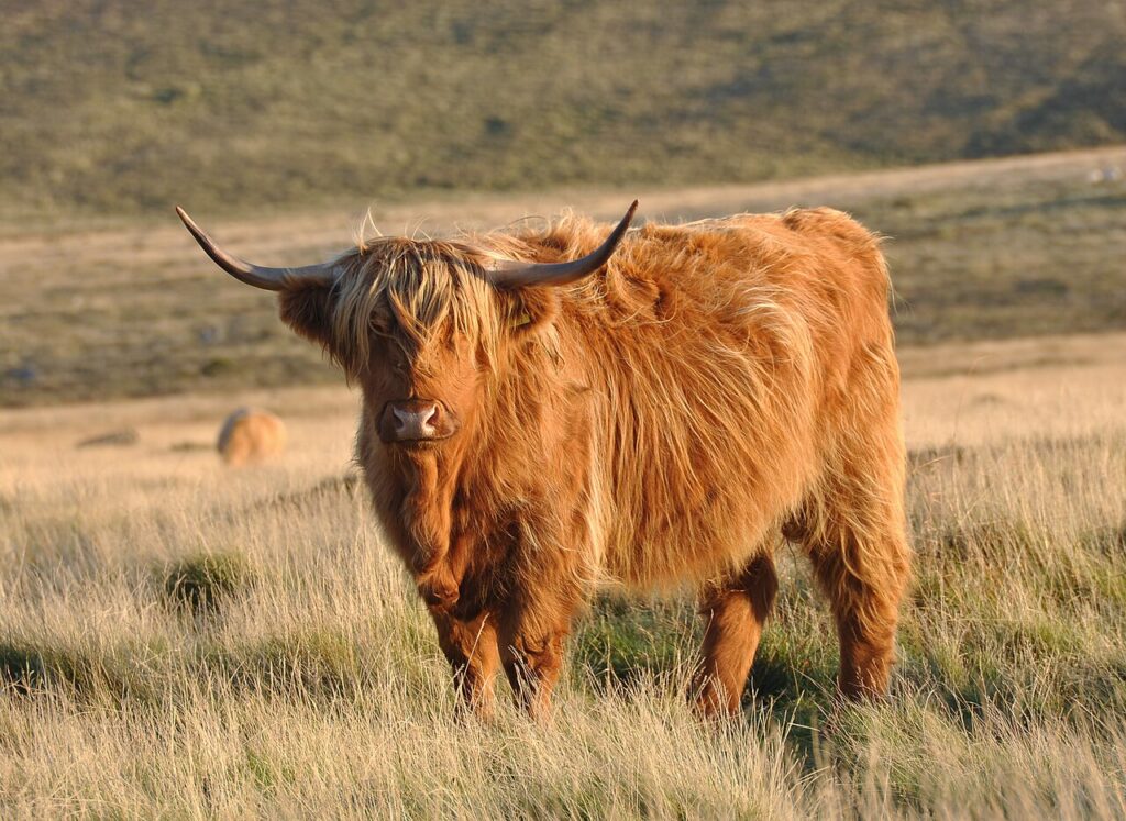 Shaggy brown cow with long horns in a grassy field