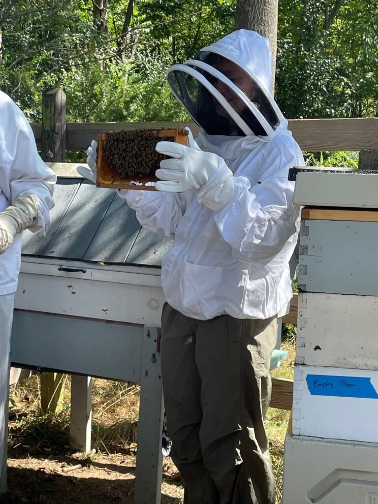Student observing bees