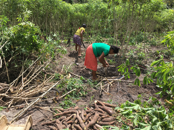 Cultivating Cassava