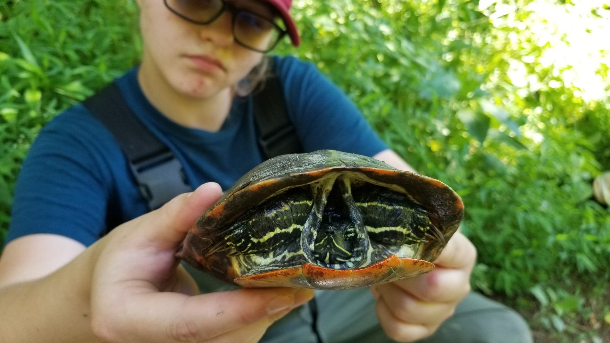 Abigail Conklin Turtle Research